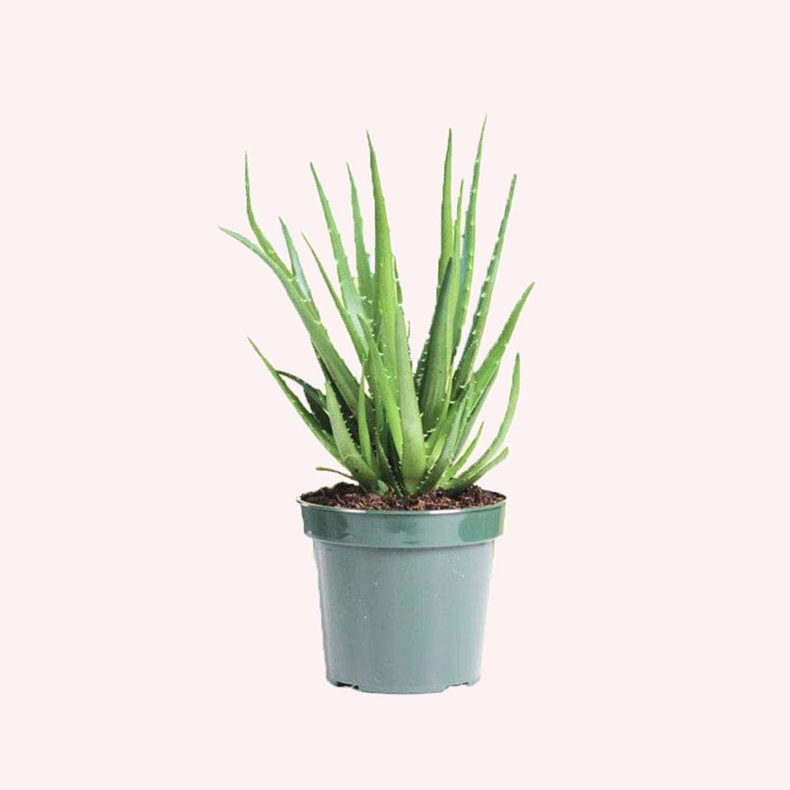 Aloe hedgehog plant in a 6" pot.