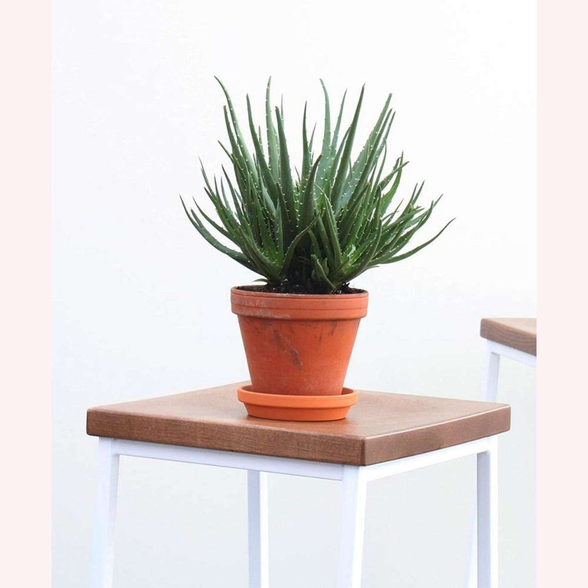 Aloe Hedgehog plant in a 6" terracotta planter.