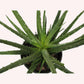 Aloe Hedgehog plant in a 6" pot.