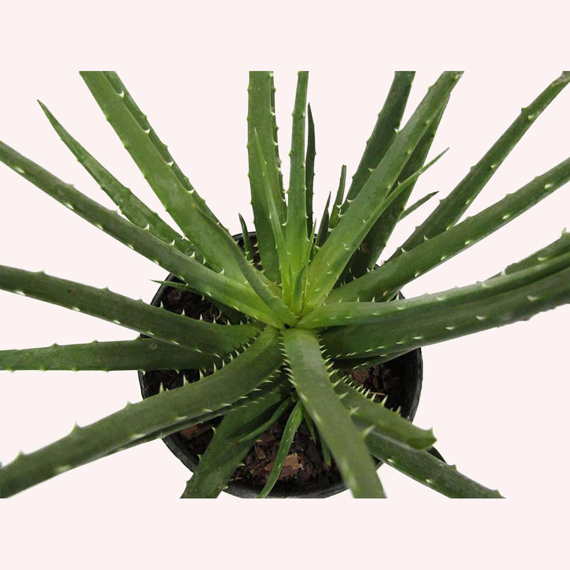 Aloe Hedgehog plant in a 6" pot.