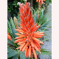 Aloe Hedgehog plant in bloom.