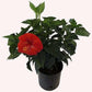 Tropical Hibiscus Red Blooms, 10" Pot