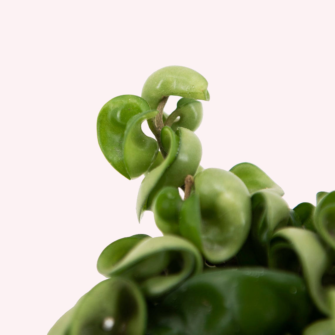 Buy a Hindu Rope Hoya Live Plant | American Plant Exchange ...