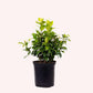 Confederate Jasmine Vine Live Plant, 3 gallon, Creeping Vine