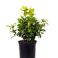 Confederate Jasmine Vine Live Plant, 3 gallon, Creeping Vine