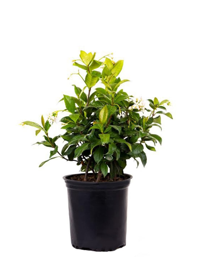 Confederate Jasmine Vine Live Plant, 3 gallon, Creeping Vine