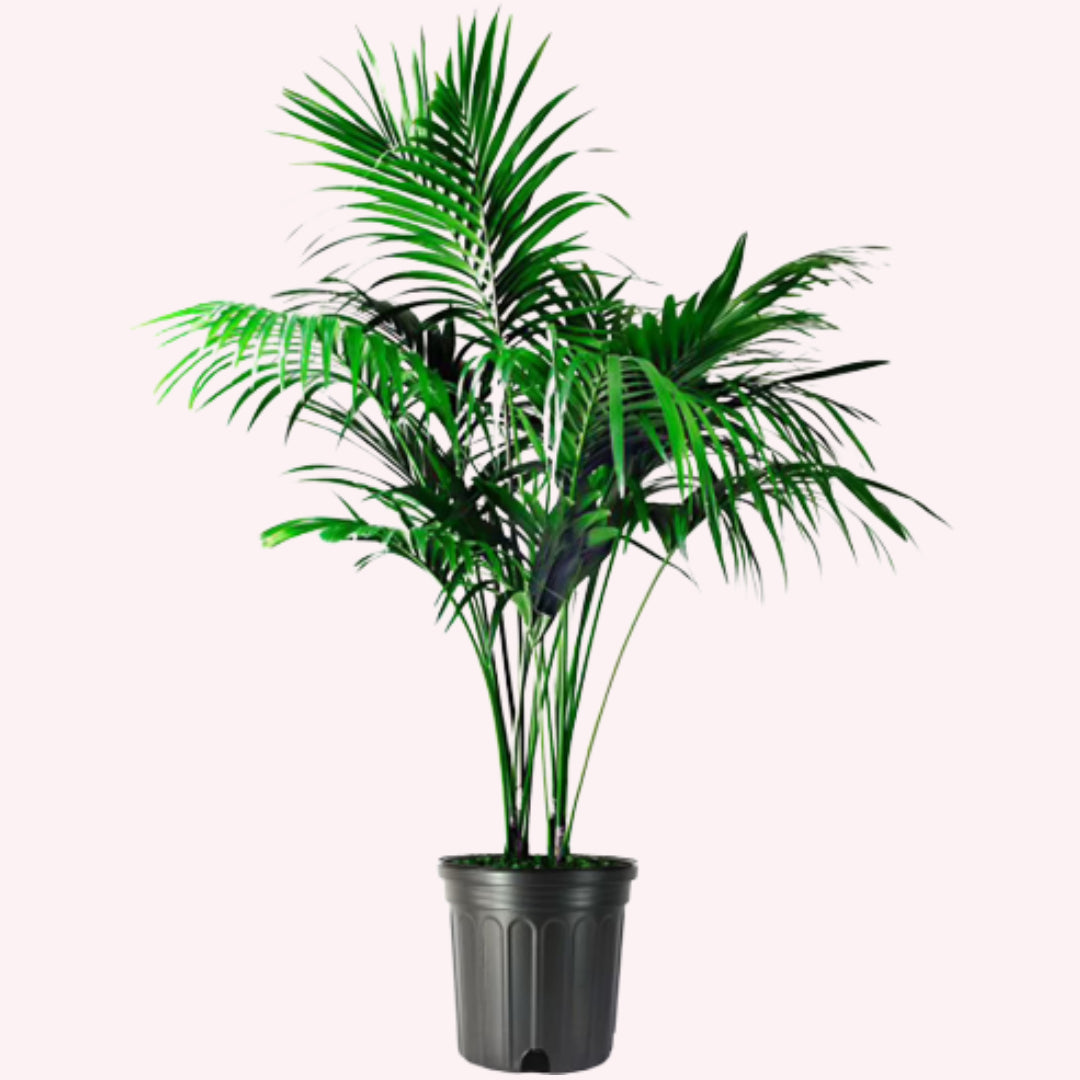 Kentia Palm, 10" Pot