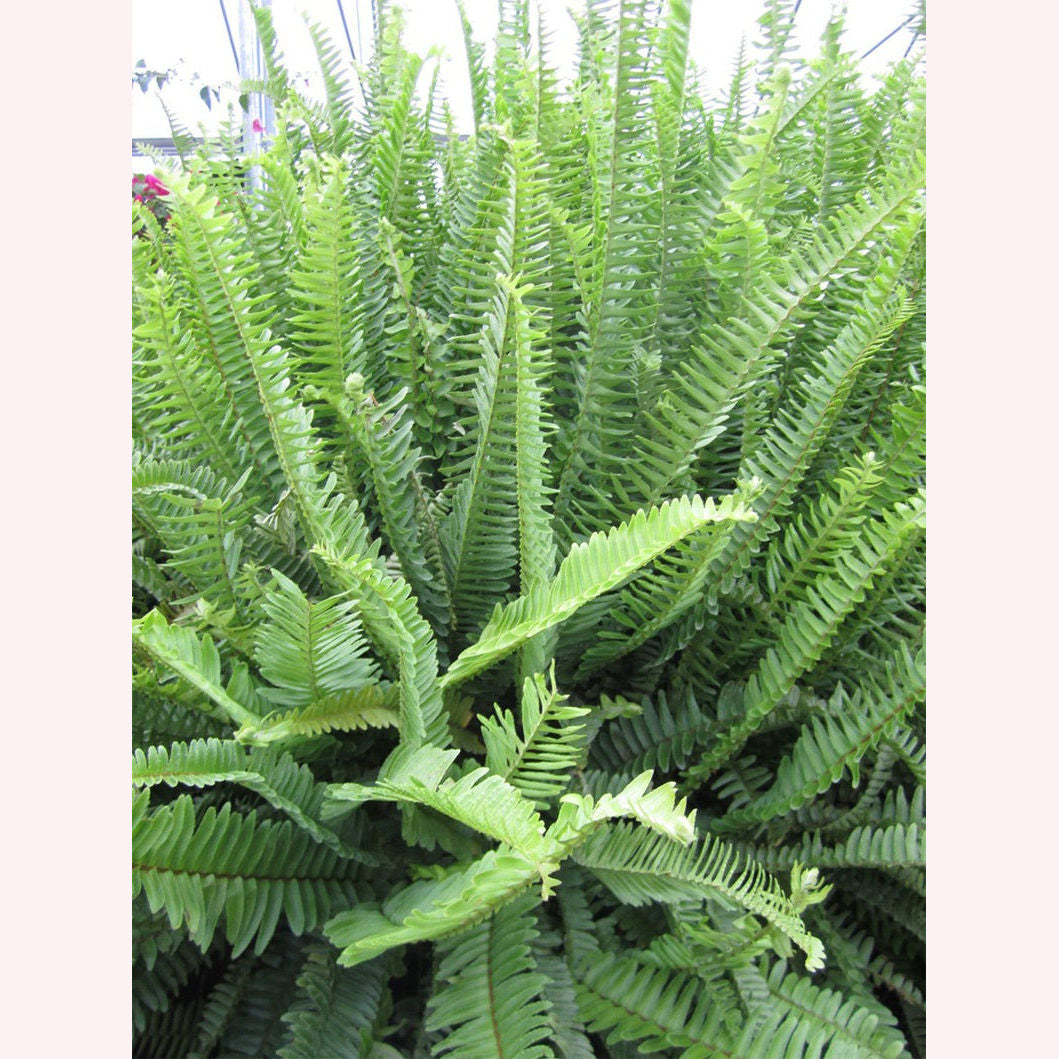Kimberly Queen Fern leaves.