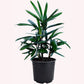 Lady Palm Rhapis Excelsa Cold-Hardy Palm Tree, 6" pot