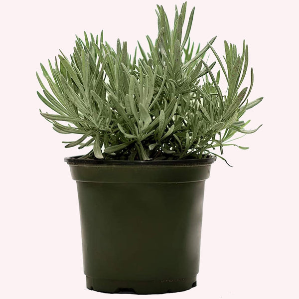 American Plant Exchange Live English Lavender Plant with Fragrant Purple Flowers, Edible Herb Plant, Plant Pot for Home And Garden Decor, 6