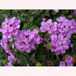 Lavender Lantana, 6" Pot, Purple Flowers
