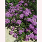 Lavender Lantana, 6" Pot, Purple Flowers