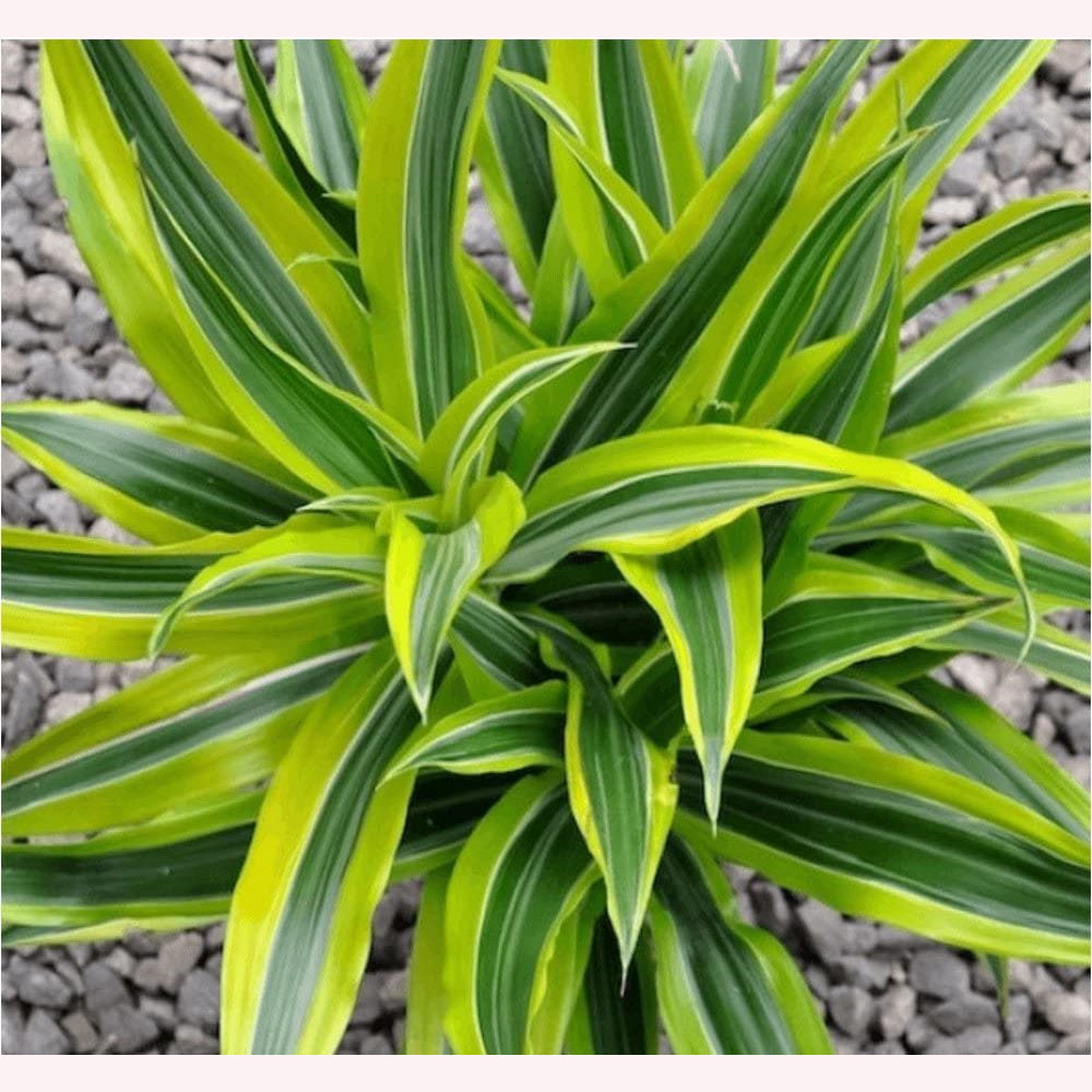 Dracaena Lemon Lime Live Plant, 10