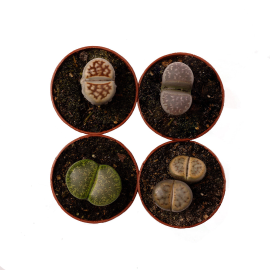 Lithop Living Stone, 4 Pack 2" Pots