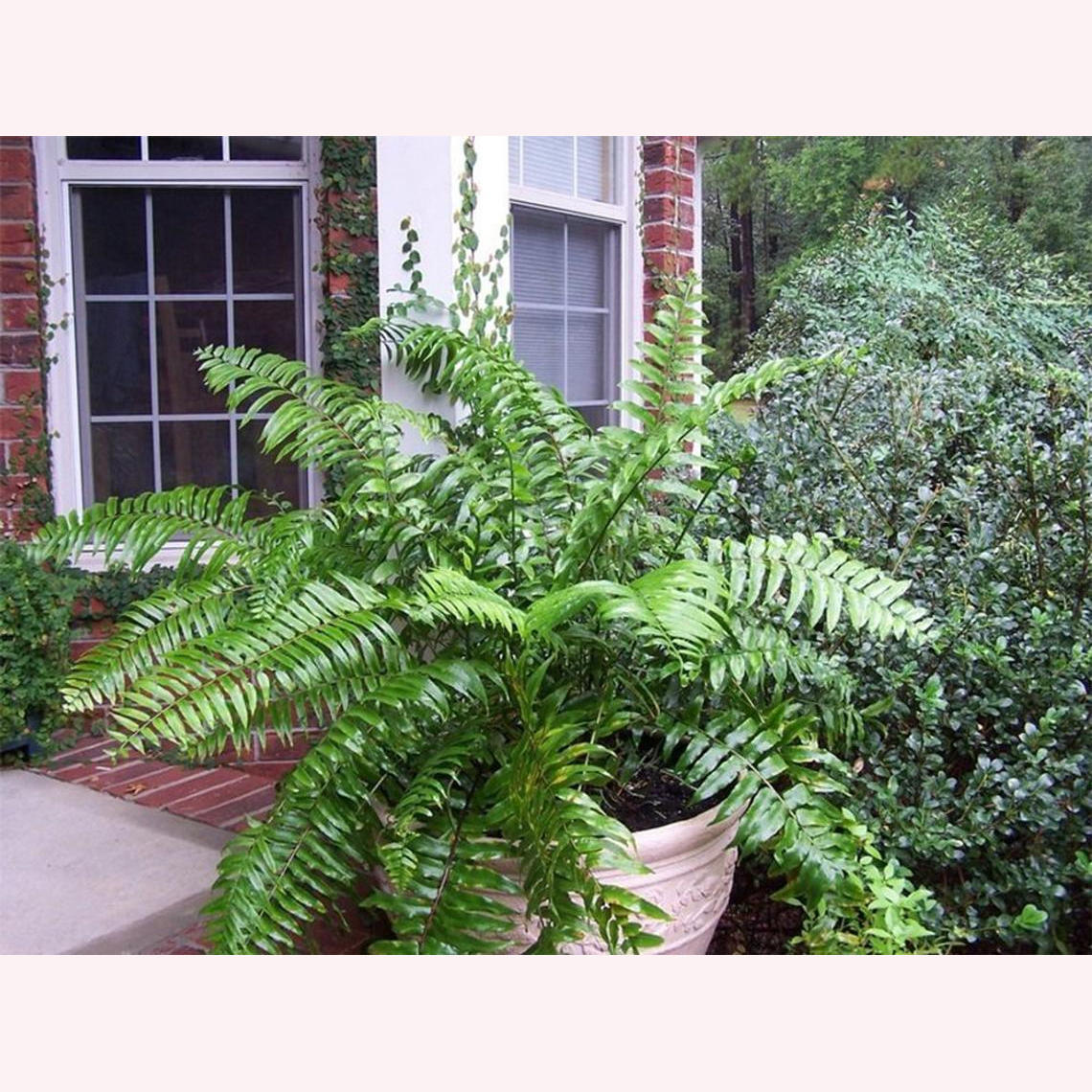 Buy a Macho Giant Sword Fern 1 gallon Live Plant American Plant