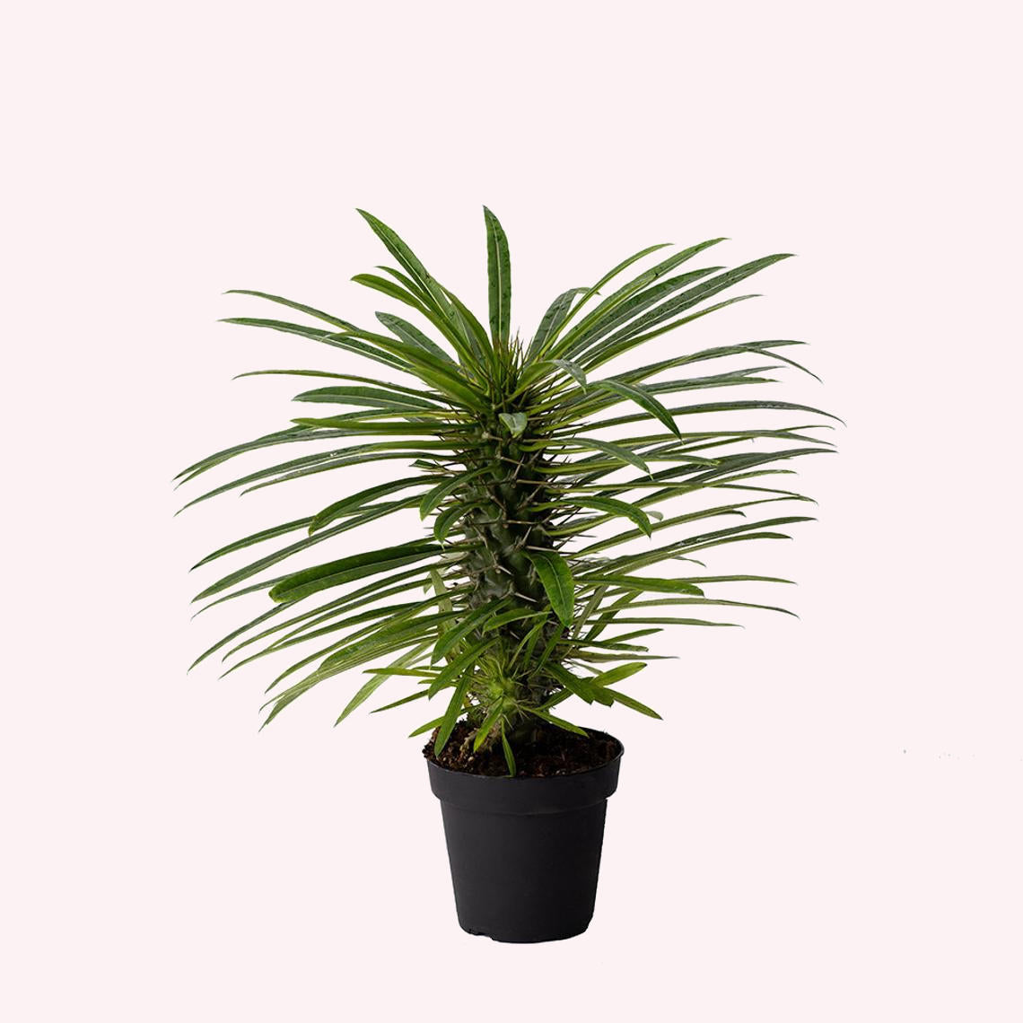 Madagascar Palm in a 4" pot.