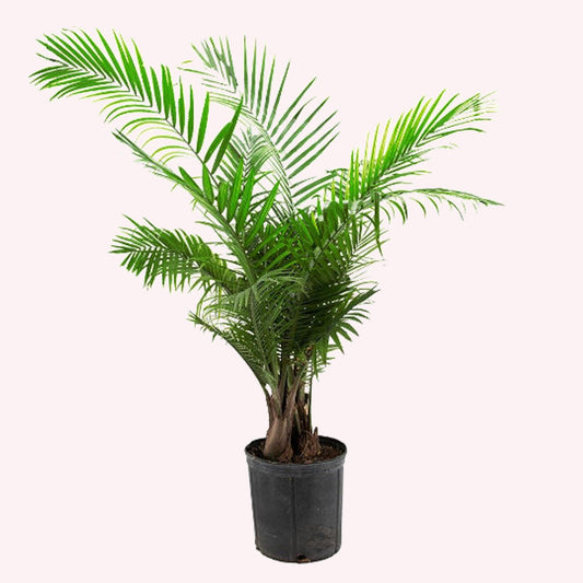 Majesty Palm Tree in a 10" pot.