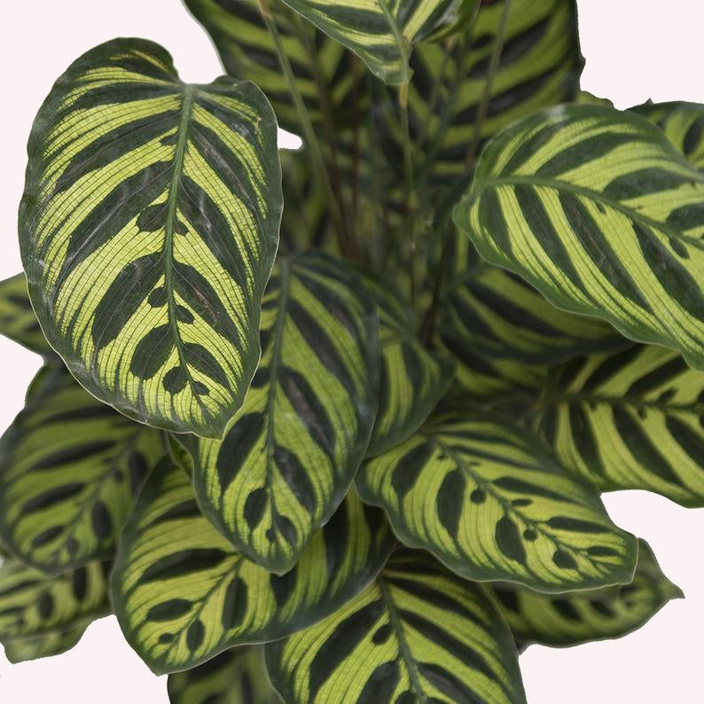 Calathea Makoyana, Live Prayer Plant, Small 4-Inch Pot