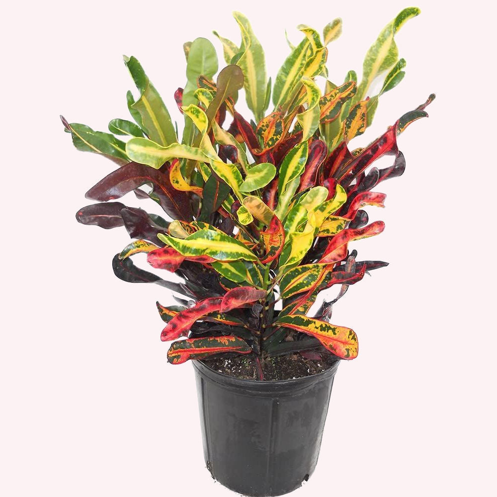 Mammy Croton in a 10" pot.