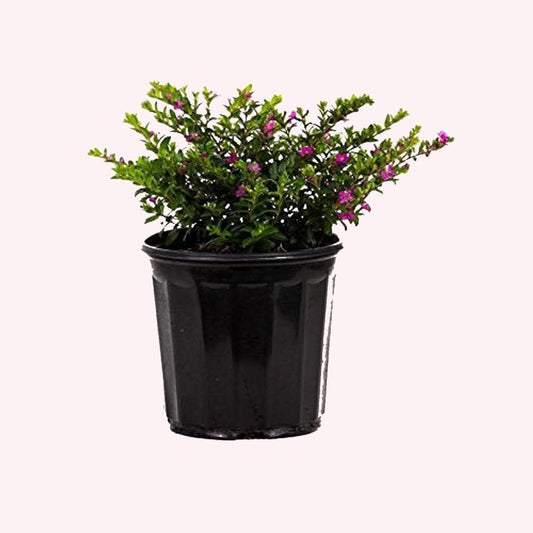 Mexican Heather in a 6" pot.