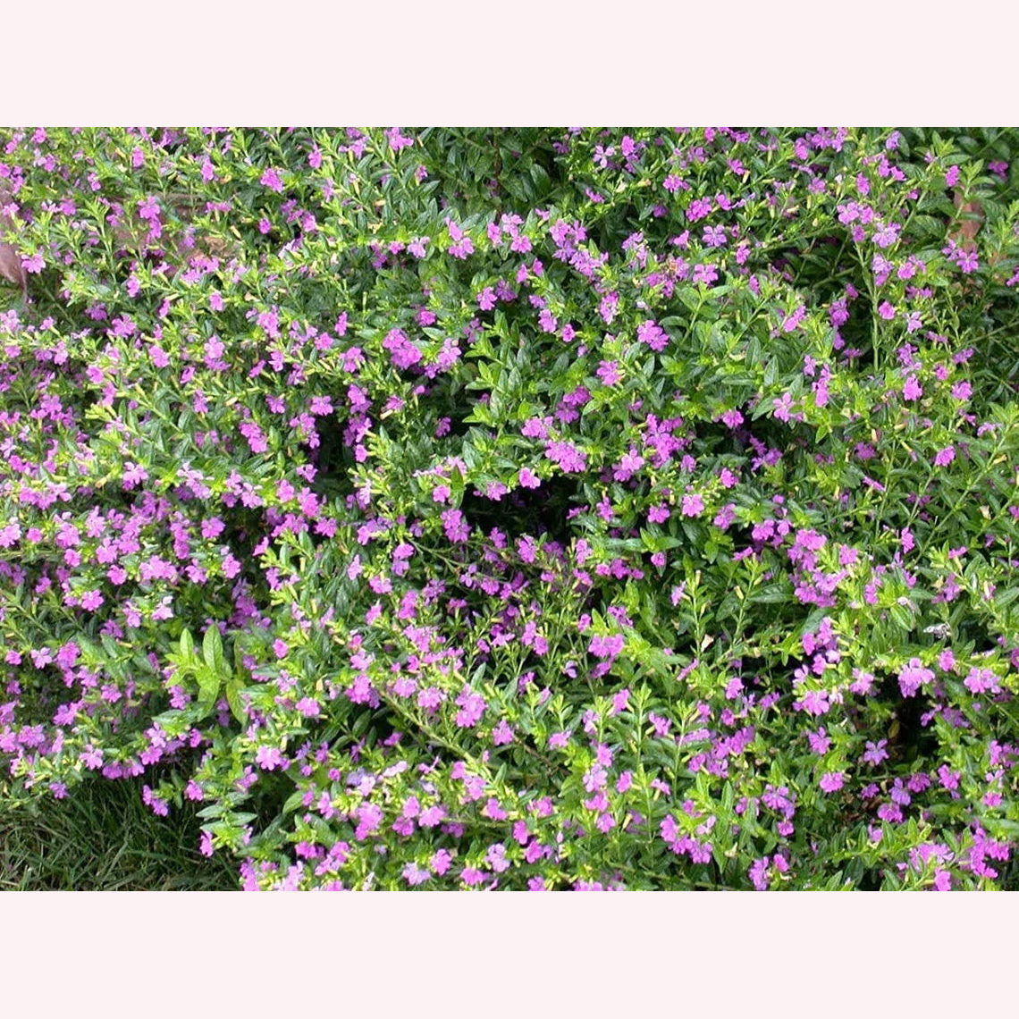 Mexican Heather blooms.