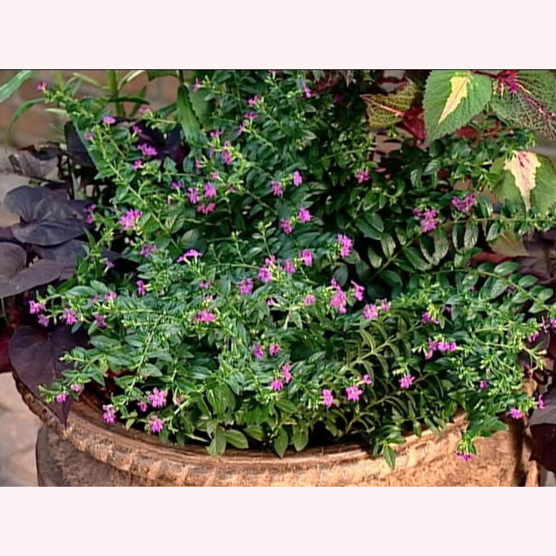 Mexican Heather blooms.