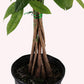 Money Tree XL, 10" Pot,