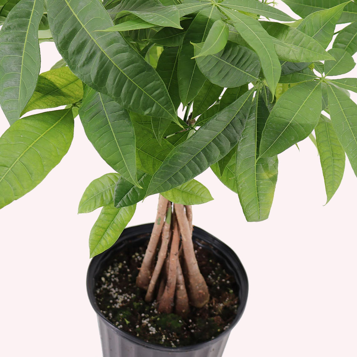 Large money tree plant for best sale sale