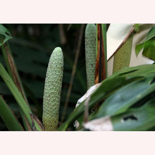 Monstera Deliciosa.