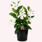 Dipladenia Mandevilla White, 6" Pot, White Flowers