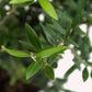Arbequina Olive Tree leaves.