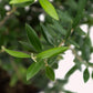 Arbequina Olive Tree leaves.