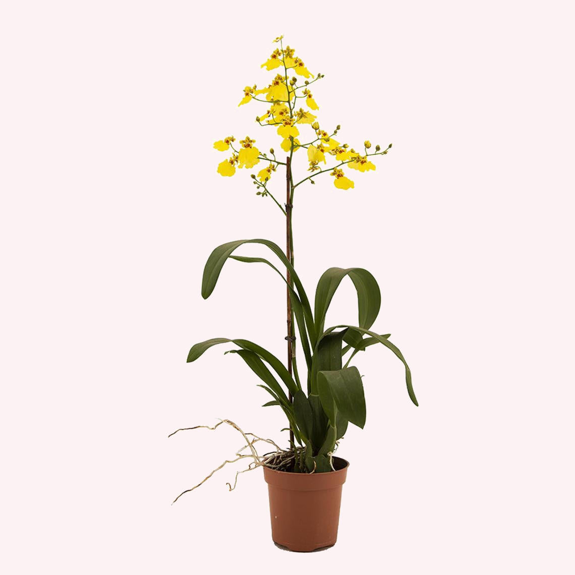 Oncidium Orchid Yellow, 4" Pot