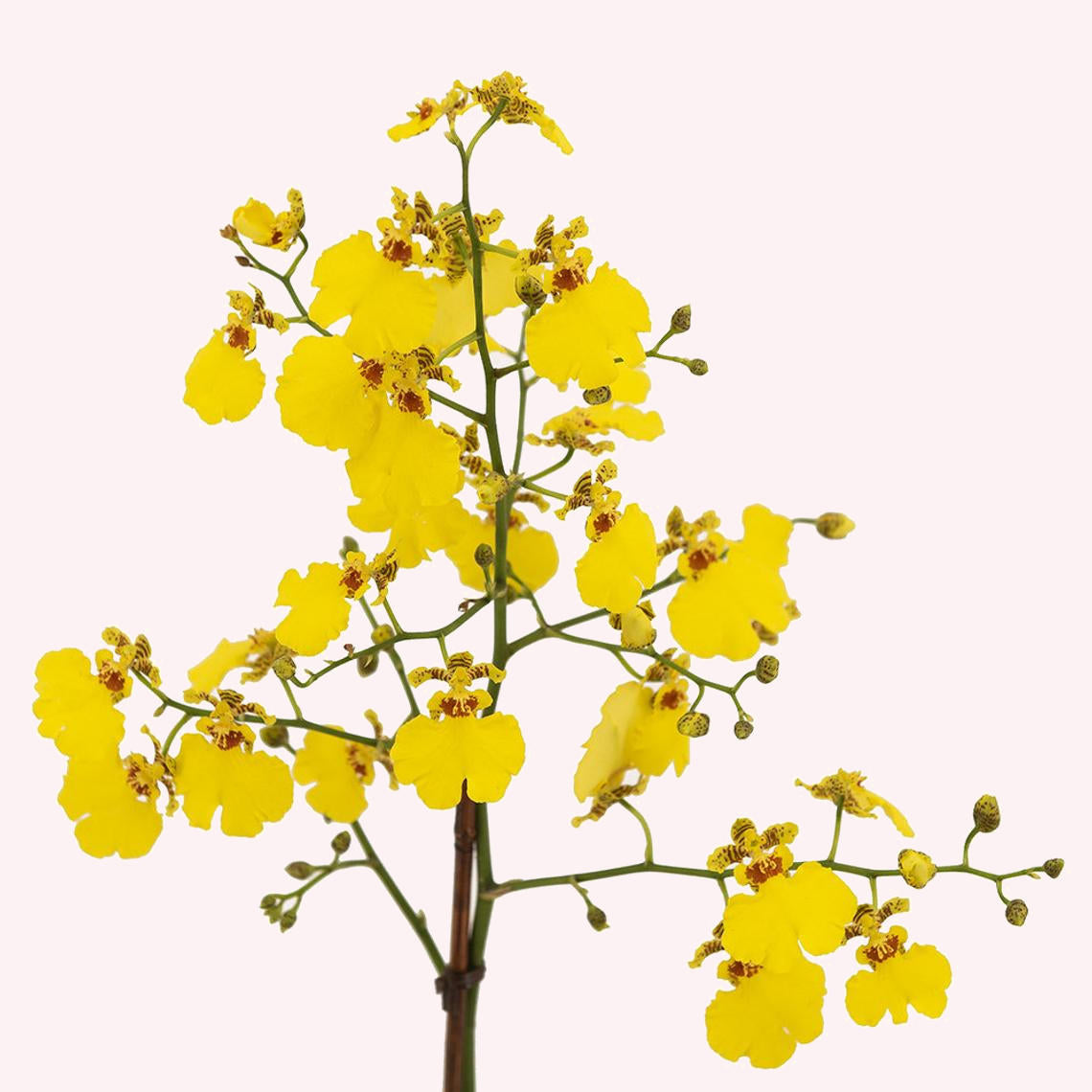 Oncidium Orchid Yellow, 4" Pot