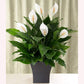 Spathiphyllum Debbie Peace Lily in a 6" pot.