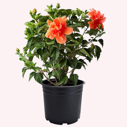 Tropical Hibiscus Double Peach Blooms in a 10" pot.