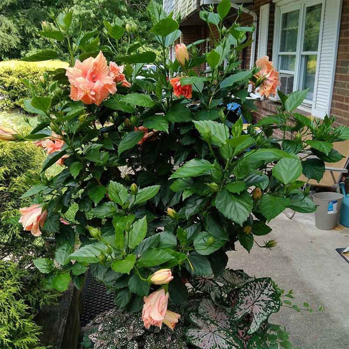 Tropical Hibiscus Double Peach Blooms.