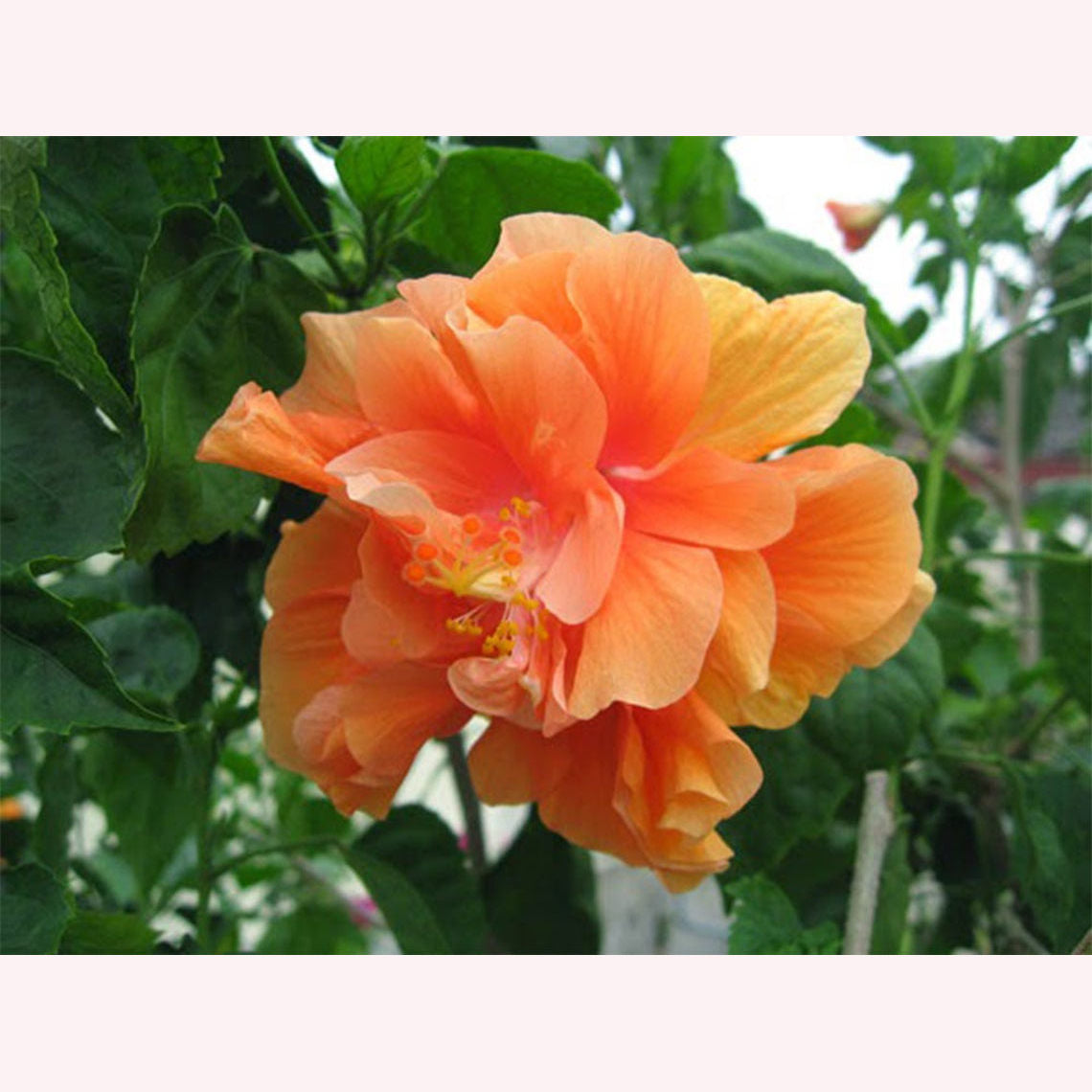 Tropical Hibiscus Double Peach Blooms flower.
