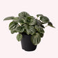 Peperomia Frost 4" Pot