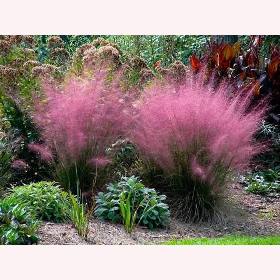Pink Muhly Grass.