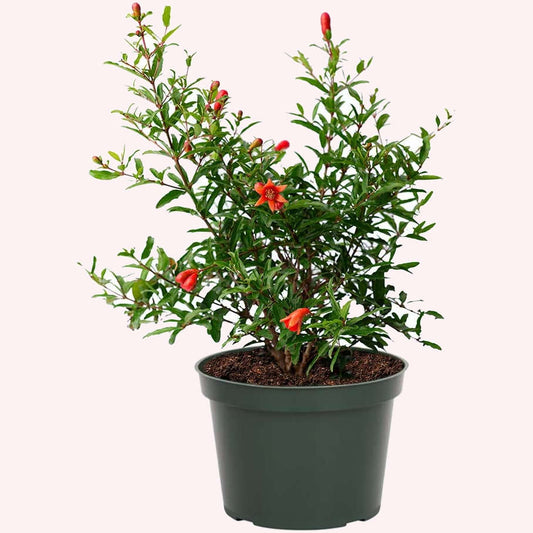 Dwarf Pomegranate in a 6" pot.