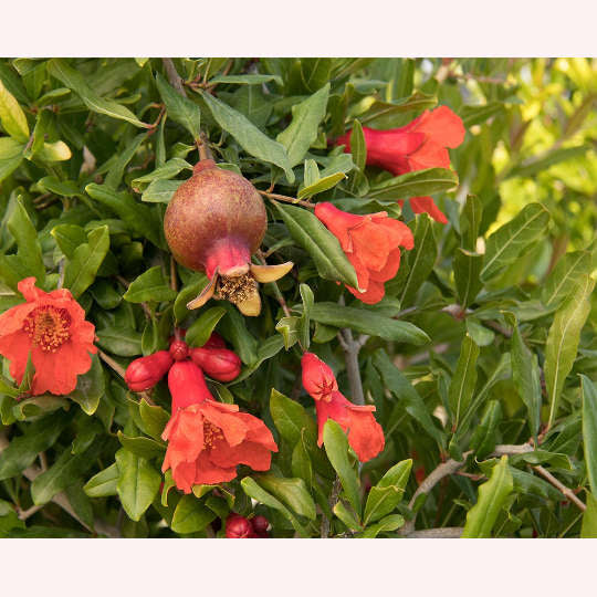 Dwarf Pomegranate, 6" Pot