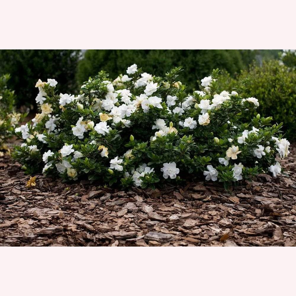 Dwarf Radicans Gardenia.