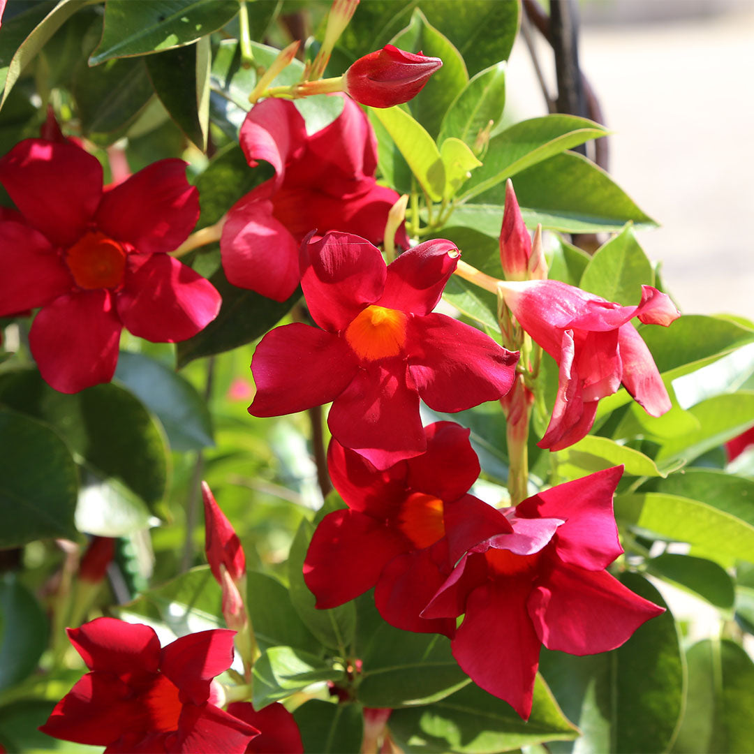 Dipladenia Mandevilla, 6" Pot, Red Flowers