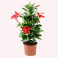Dipladenia Mandevilla, 6" Pot, Red Flowers