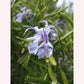 Tuscan Blue Rosemary, 6" Pot