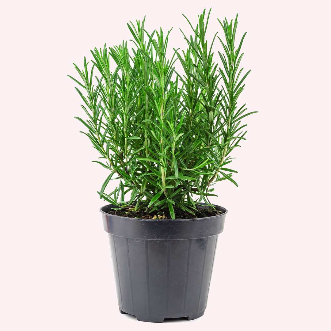 Tuscan Blue Rosemary in a 6" pot.