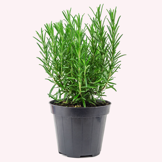 Tuscan Blue Rosemary in a 6" pot.