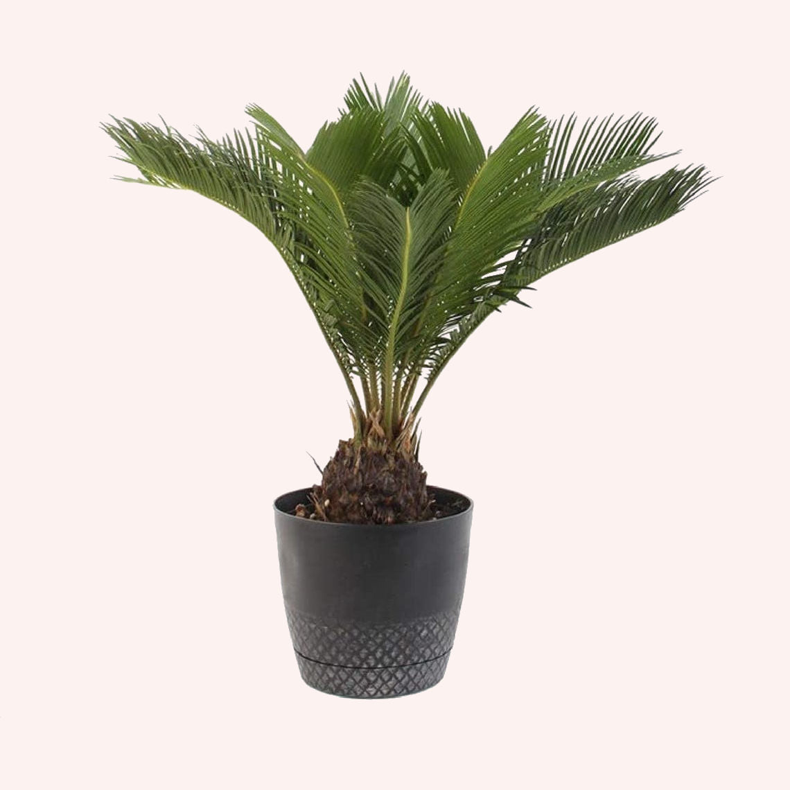 King Sago Palm Tree in a 6" pot.
