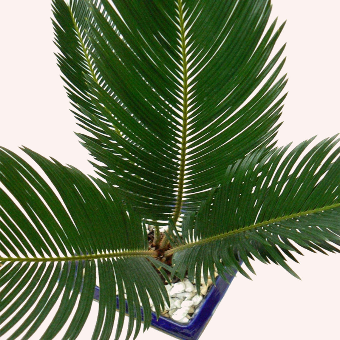 Buy a King Sago Palm Tree Live Plant | American Plant Exchange ...